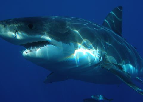 Great white shark. Credit: Sharkdiver.com/Licensed under Public Domain
