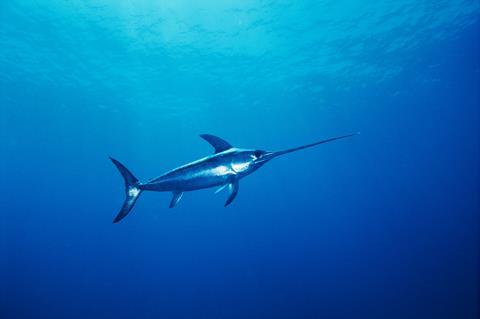 Swordfish