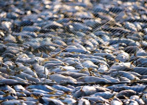 Sierra Meat & Seafood announced today it is the first seafood producer to ever receive a 100% rating from the MSC