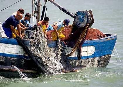 Estimates say that 8% of the total global fish catches are discarded yearly Photo: Oceana