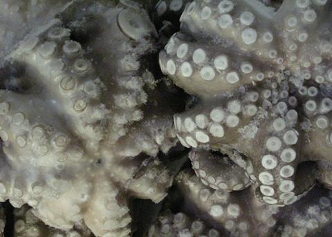 The SFP has announced a new Yucatan octopus FIP Photo: Quentin Bates
