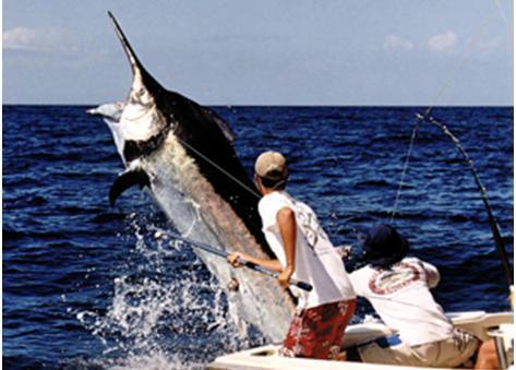 An angler encounters a large blue marlin in the Atlantic Ocean near Panama. Photo courtesy of John Graves