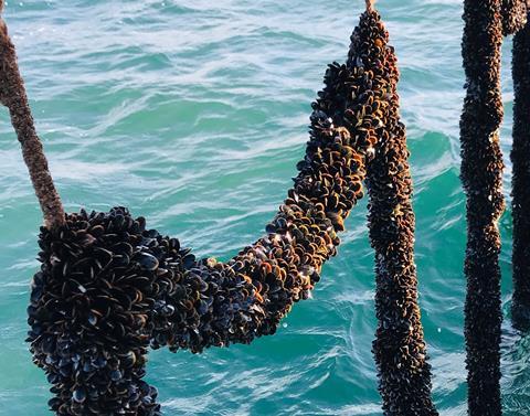 Mussels growing on ropes at the offshore farm in Lyme Bay, UK