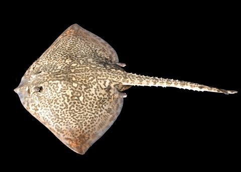 The blonde ray is a declining species. © Hans Hillewaert / CC-BY-SA-3.0