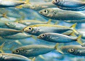 The project will predict the impact of underwater noise on fish