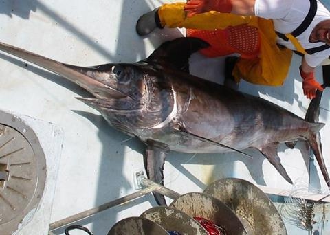 Swordfish (Xiphias gladius). Credit: NOAA