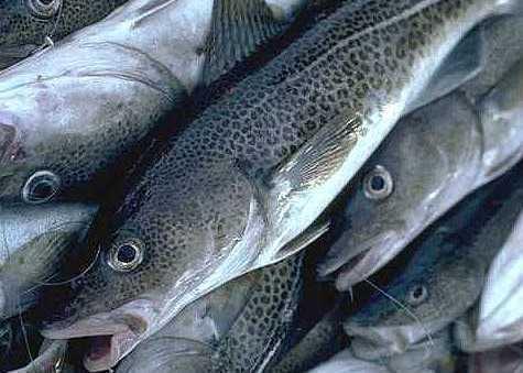 Greenland cod has a ready market in the UK