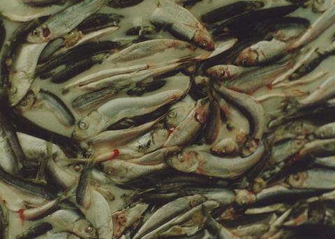 The Baltic herring and sprat fishery represents more than 90% Finland’s marine catch