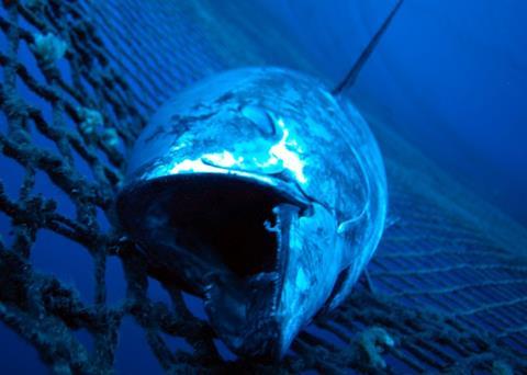 Bluefin tuna. Credit: Marco Care/Marine Photobank