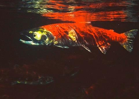 Fishermen are discarding sockeye and other salmon species dead or almost dead. Photo: Lloyd Guenther/Marine Photobank