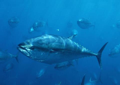 Pacific Bluefin tuna. Credit: © naturepl.com / Visuals Unlimited / WWF
