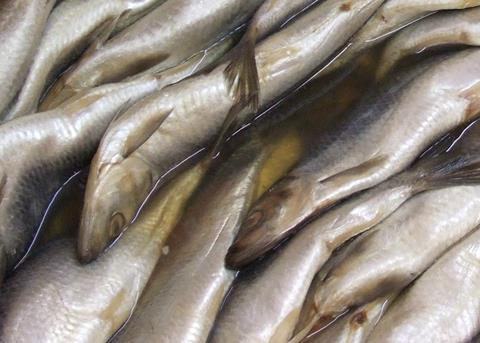 The measures will address the continued unstaiable fishing of herring. Photo: Claus Ableiter/ CC BY-SA 3.0