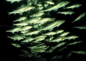 The Commission has recommended a 15% cut in Baltic cod quota, despite scientific advice. Photo: FAO