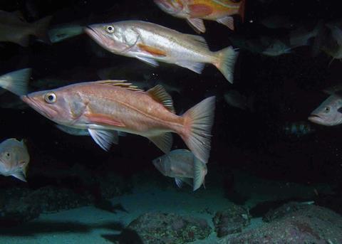 NOAA Status of Stocks report