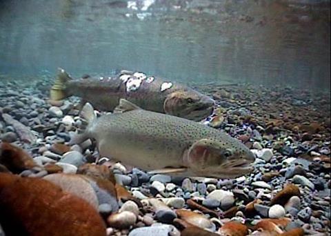 Steelhead trout Photo: John McMillan, courtesy of Oregon State University