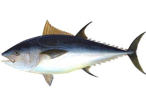 Bluefin tuna season 2018