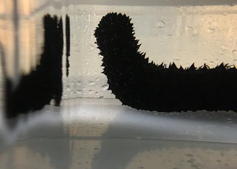 Sea cucumbers offer environmental solution