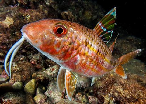 Working groups from the GFCM have met to discuss stock levels in the Mediterranean Photo: GFCM