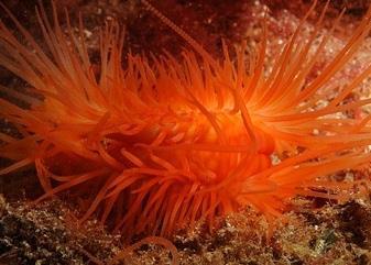 Flame Shell beds were found in Loch Linnhe, Argyll. © Marine Scotland