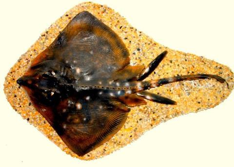 The report stated that a supermarket was selling wings from the thornback ray, a declining species. Credit: Peter van der Sluijs/CC-BY-SA-3.0,2.5,2.0,1.0