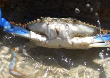 "The notion that blue crabs are relatively intolerant of oxygen-poor waters was counterintuitive"