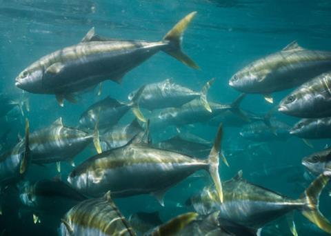 Clean Seas Seafood has ambitious plans, hoping to expand sales volumes of its kingfish by 50% Photo: Clean Seas Seafood