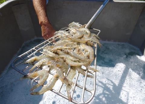 Project Seadragon has been under development for more than four years