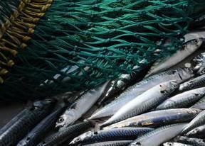 IMR scientists have given a record high abundance estimate of the Northeast Atlantic mackerel stock
