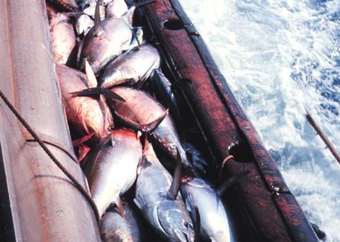 Bigeye tuna continues to be overfished in the world’s biggest tuna fishery. Credit: NOAA