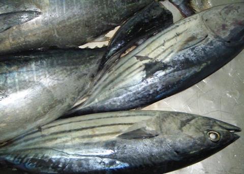PNA skipjack tuna has been recognised as sustainable