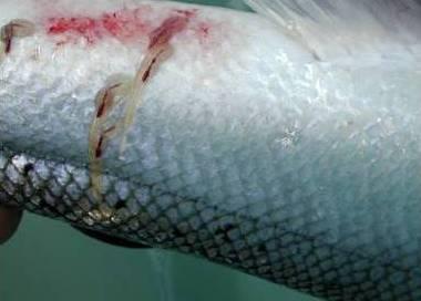 Three key fish farming areas in Scotland have been hit hard by sea lice