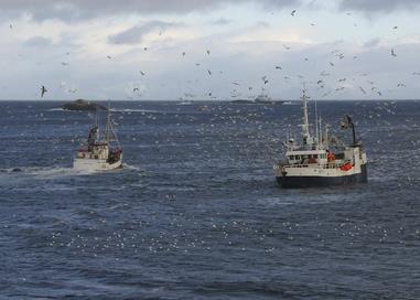 The environmental accounting will show negative impact on the environment as a result of production of cod and haddock products, in particular related to emissions and carbon footprint. Photo: Frank Gregersen. © Nofima