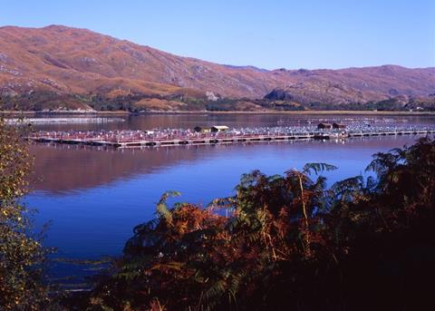 Marine Harvest is the biggest seafood company in the world Photo: Marine Harvest