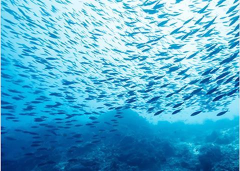 SETFIA has welcomed the merger which it says is a better outcome for the fishing industry