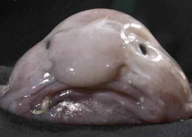 The blobfish is being championed by the Ugly Animal Preservation Society. Photo: Kerryn Parkinson © Norfanz Founding Parties