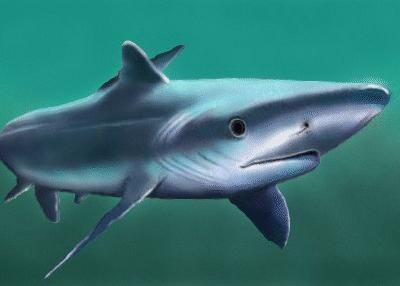 Blue shark. © Fian Arroyo