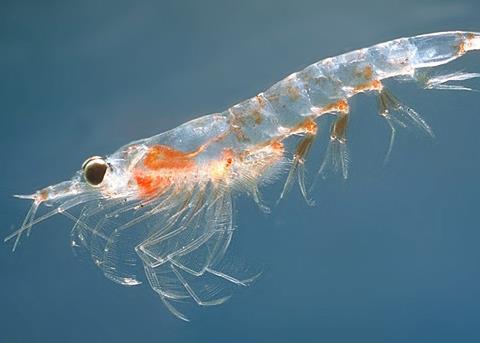 The study shows that numbers of zooplankton will drop away in response to rising ocean acidification Photo: Infrogmation/Wikedia CC BY-SA 3.0