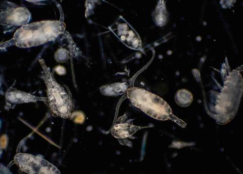 A Scottish consortium has developed an early warning system that helps detect toxic algae build-up Photo: OTAQ