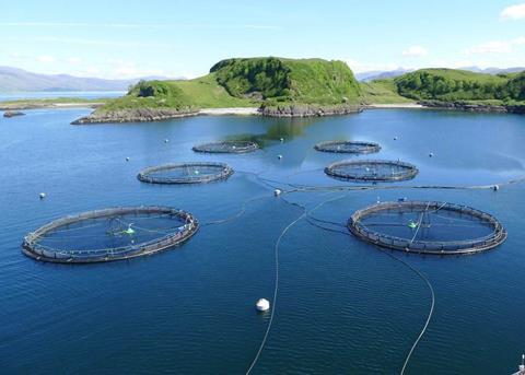 Cefas says there is little to distinguish between the look of salmon and trout marine fish farms