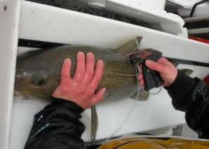 As part of its BREP-funded research, the New England Aquarium is using ultrasonic transmitters to help estimate the post-release mortality of angled and released Atlantic cod. Credit: New England Aquarium