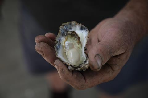 The demand is strong for quality Australian rock oysters. Photo: Australia’s Oyster Coast