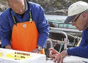 Senior Scientist Kjell-Arne Rørvik taking a blood test during sampling at Nofima’s research station at Averøy in Møre og Romsdal in May 2010. Credit: Wilhelm Solheim © Nofima