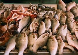 EU IUU regulation aims to combat the illegal fishing trade