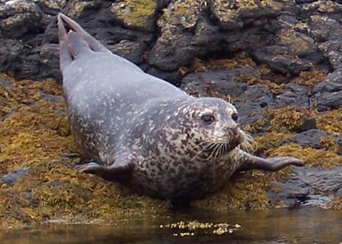 New research has found that seals are not threatening commercial fishing stocks in Irish waters