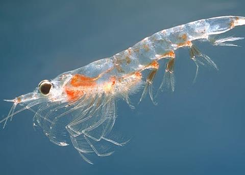 Krill. Credit: Øystein Paulsen - MAR-ECO,CC BY-SA 3.0 via Commons