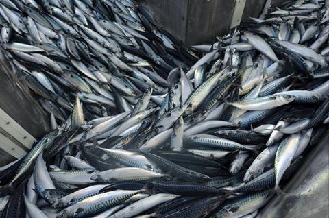 NEA mackerel