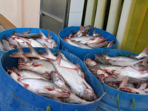 Pangasius, a catfish species farmed mostly in Vietnam, has been substituted for more expensive fish in a number of countries