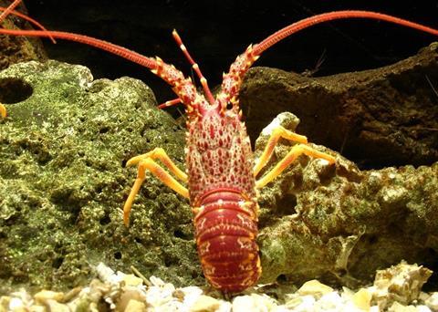 ABARES has released a report on the stock status of all fish stocks managed by the Australian Government