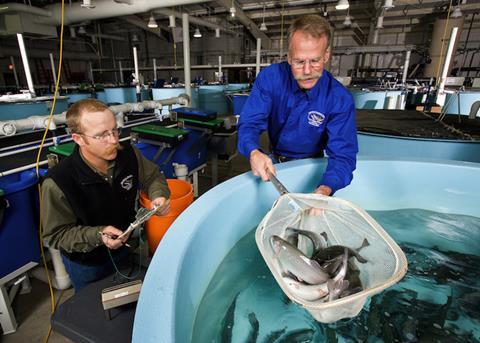 Growing interest in alternative feeds