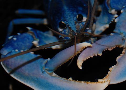 Lobster at Orkney Shellfish Hatchery have hatched three months earlier than expected Photo: Orkney Shellfish Hatchery